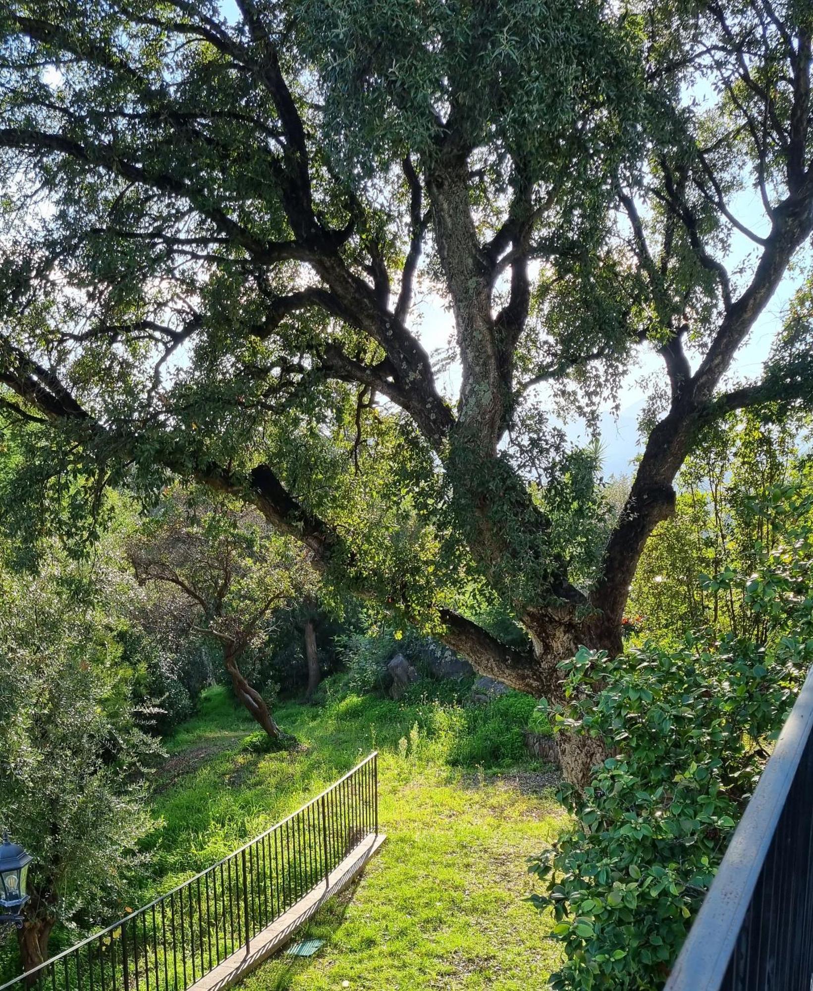 Villa Les Roches Mandelieu Exteriör bild